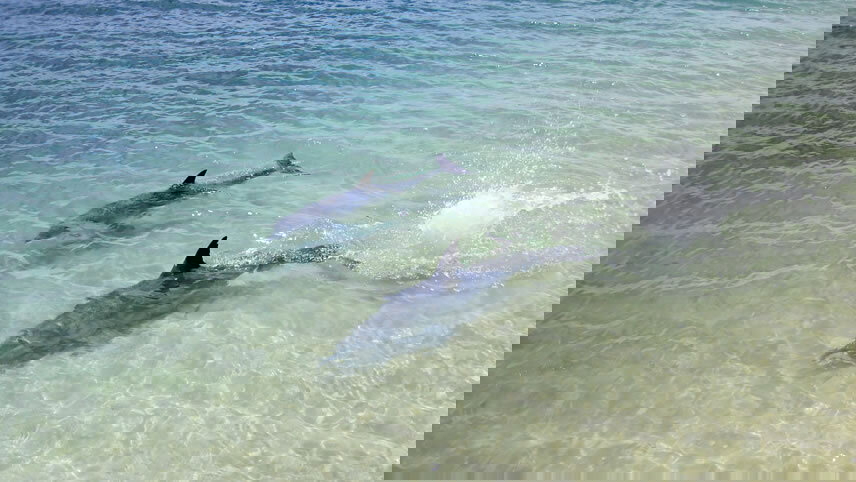Monkey Mia Dolphins & West Coast