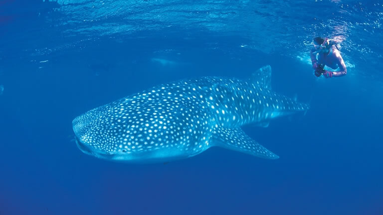 Pilbara & West Coast Expedition