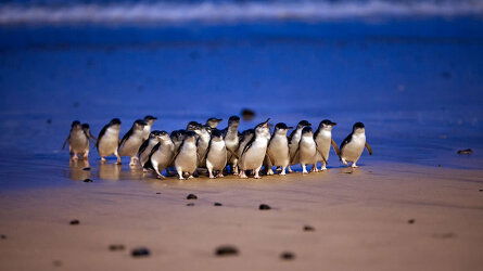 Phillip Island Penguin Parade
