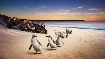 5 Day Phillip Island from Sydney (Carnival)