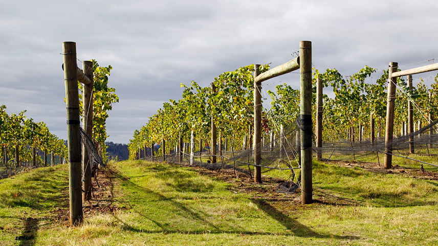 5 Tamar Valley Highlights