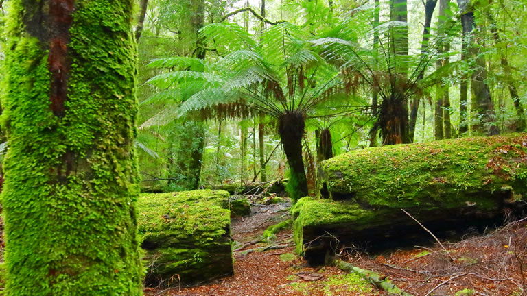 Tarkine Forest Tasmania
