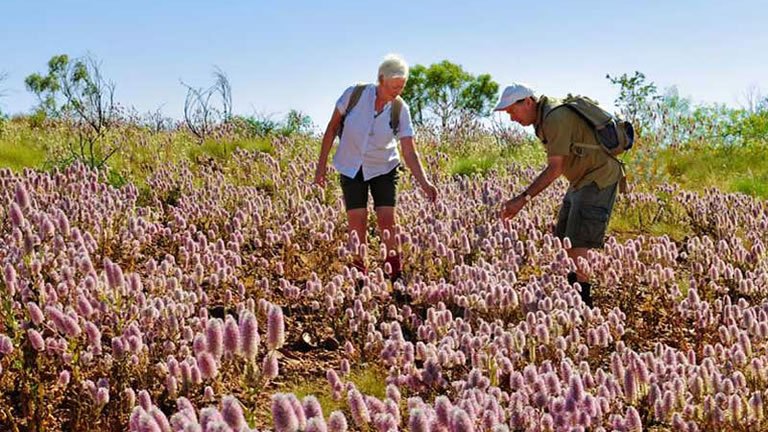 Western Australia's Wildflowers, Private Gardens & Natural Phenomena