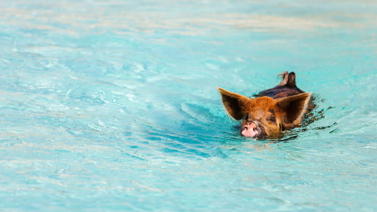 Miami, Fl to Miami, Fl