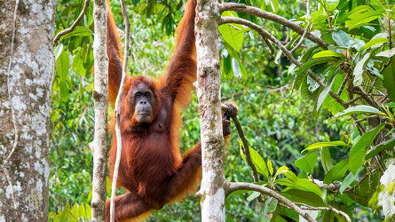 Borneo Wildlife Adventure