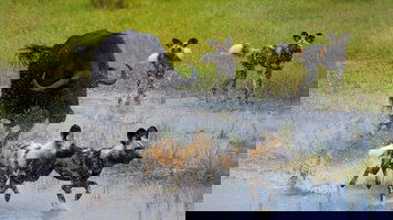 Botswana Tours Tours