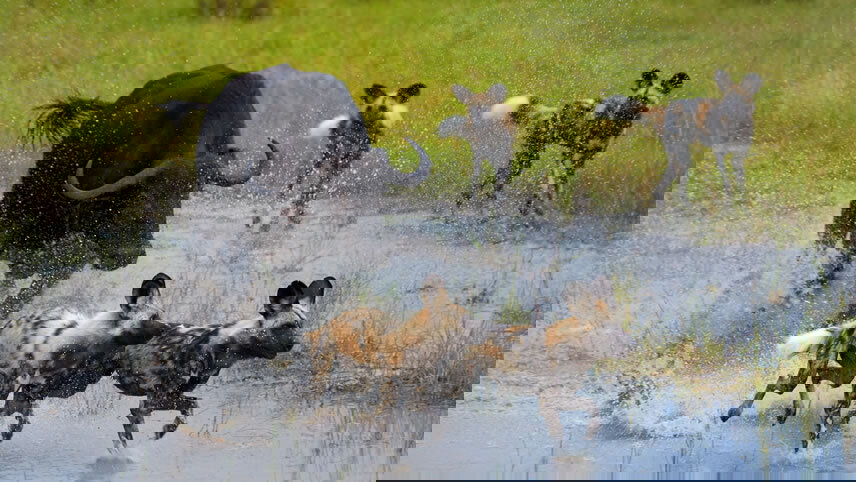 Delta & Falls Eastbound: Baobab Trees & River Views