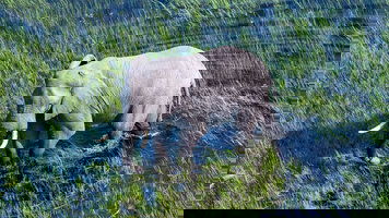 16 Day Splendors of South Africa & Victoria Falls with Botswana (Globus)