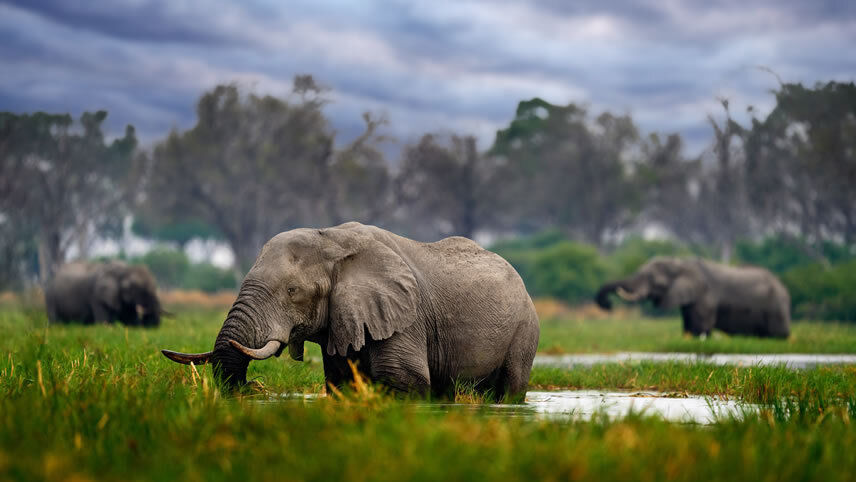 Signature: Botswana's Wildlife & the Okavango Delta