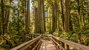 Cathedral Grove