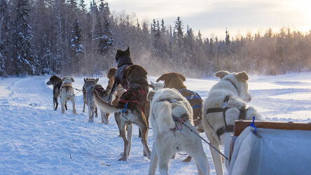 Dog Sledding in Juneau