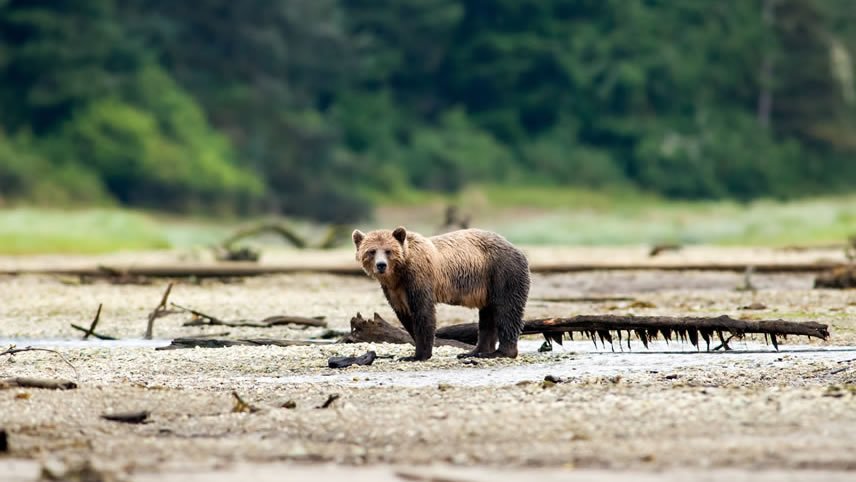 Alaskan Discovery by Land & Sea