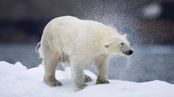 16 Day Northwest Passage: The Northern Lights (Aurora Expeditions)