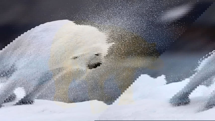 Glaciers, Fjords & Northwest Passage