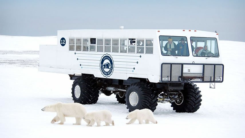 Manitoba: Polar Bear Adventure