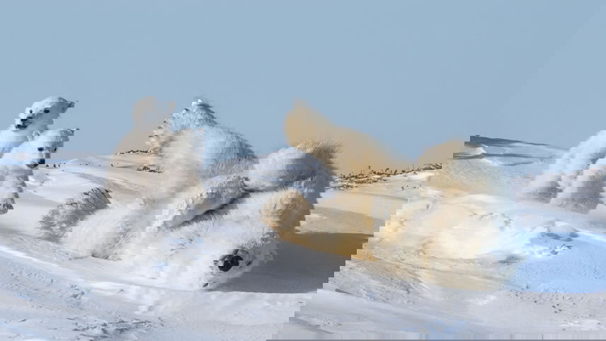 Ultimate Greenland, Hudson Bay & North Canada’s Wildlife