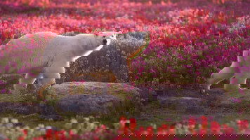 2027-28 Worldwide Discoveries Collection: Scenic Eclipse Goes Further Than Ever