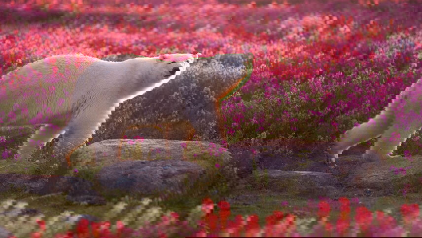 Greenland to Hudson Bay & the Canadian Arctic