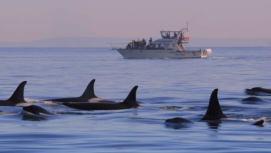 Nature Cruise on Witless Bay