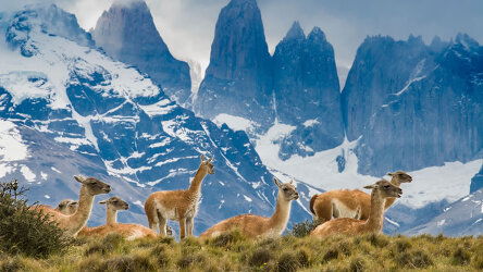 <a class="u-link fw-600" href="/tours/patagonia">Deserts, Grasslands & Glaciers</a>