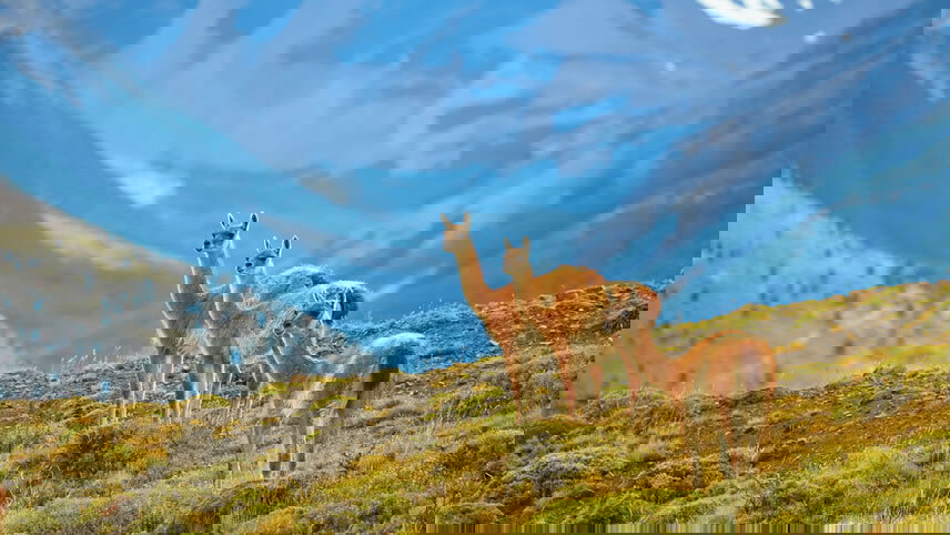 Chilean Fjords & The Glaciers of The Beagle Channel