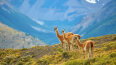 13 Day Chilean Fjords & The Glaciers of The Beagle Channel (Scenic)