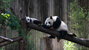 Giant Panda Breeding Research Base