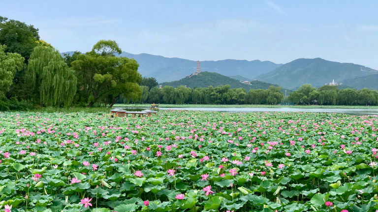 Boats on the Lotus Pond Beijing Summer Palace Boats on the Lotus Pond Beijing Summer Palace