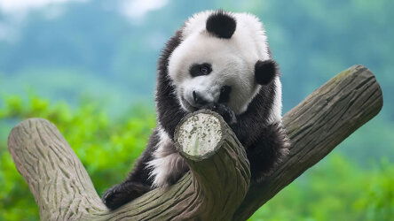 14 Day From China to Laos: Exploring the Ancient Tea Horse Road (Crooked Compass)