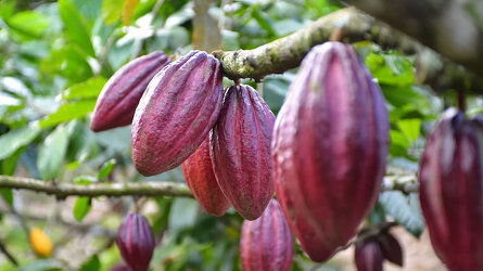 Meet Local Chocolatiers