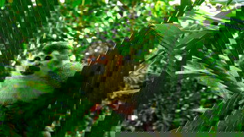 Costa Rica Tours Tours