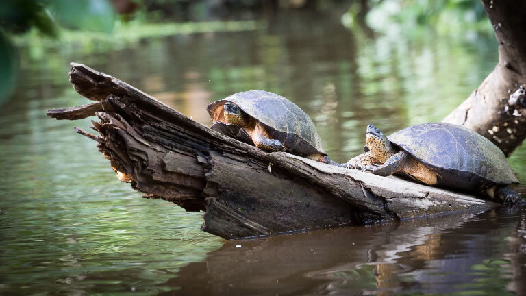 Costa Rica: Jungles & Rainforests