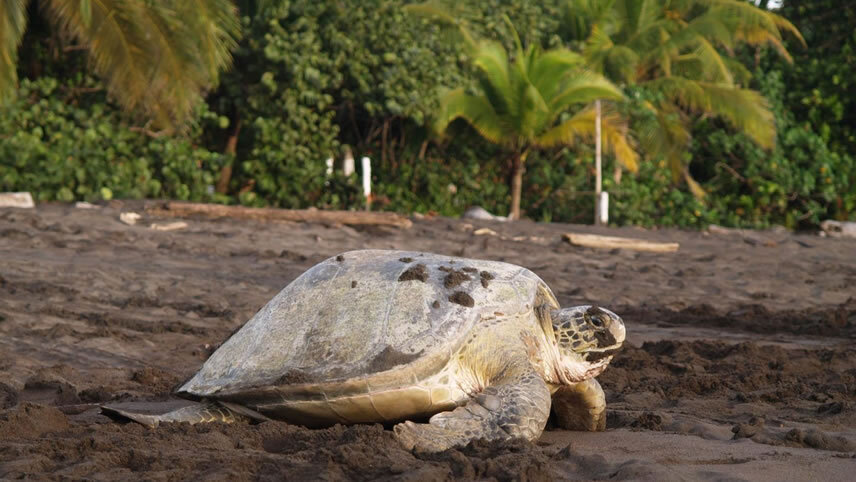 Independent Costa Rica Wonders with Tortuguero & Guanacaste