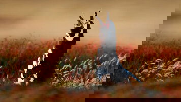 34 Day Machu Picchu, Amazon & Antarctic Odyssey - Cruise & Land Journey (Scenic)