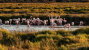 La Camargue National Park