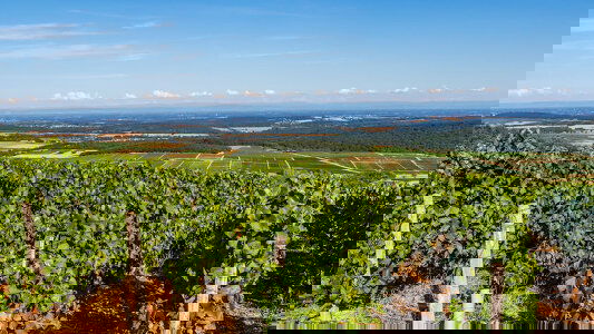 Saône River River Cruises)