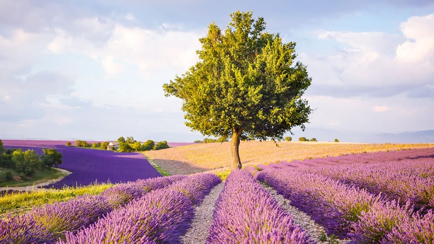 Colours of Provence