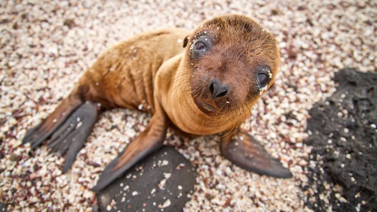 Nature And Wildlife Expedition Cruise (Northern Route)