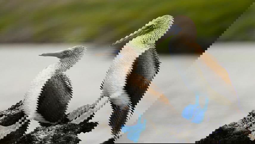 Galapagos Outer Loop