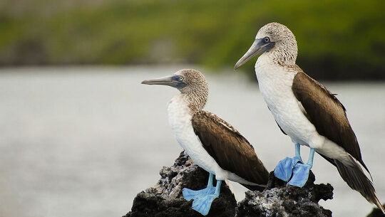 Small Ship Cruising in the Galapagos