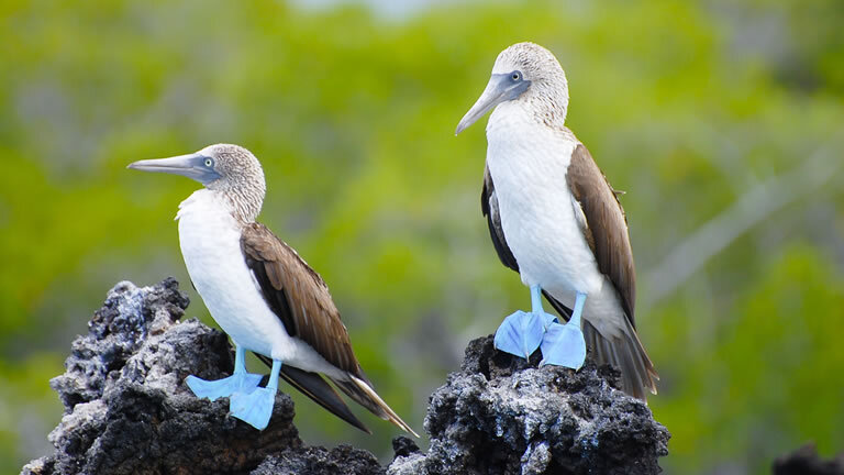 Treasures of Galapagos: Western & Central Islands (Grand Queen Beatriz)