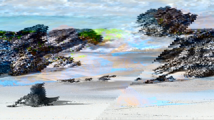 Galápagos Islands – Iconic Wildlife & Sublime Scenery Plus Machu Picchu