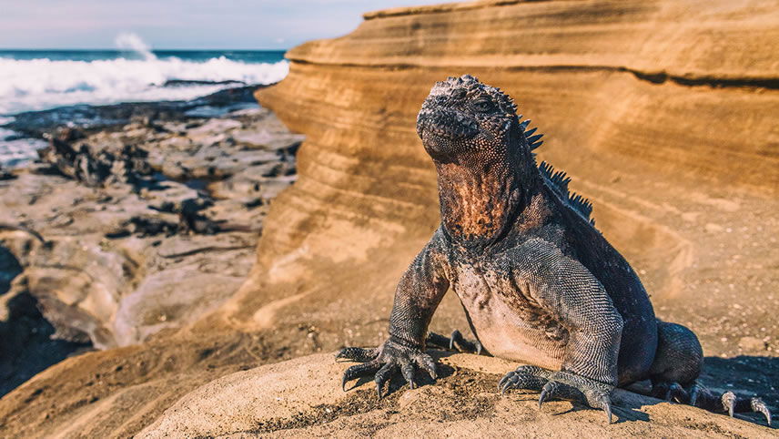 Marine Iguana, Galapagos