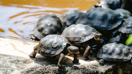 Charles Darwin Research Station