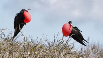 15 Day Ecuador: Natural Wonders & Ancient Cultures with Galápagos Cruise (Globus)