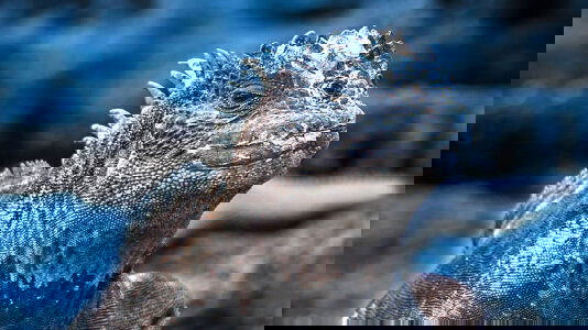 Galapagos Cruises Tours & Cruises)