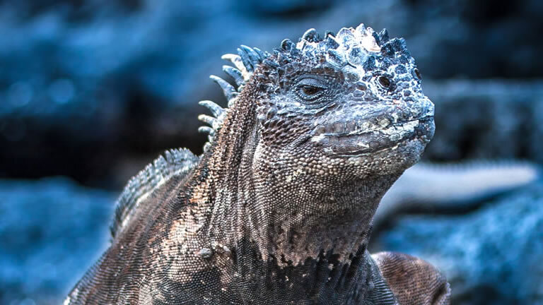 South America Revealed with Galápagos Legend East Cruise