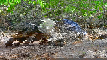 8 Day Independent Galapagos at the Finch Bay Resort (Globus)