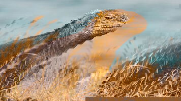 27 Day South American Discovery with Brazil's Amazon & Galápagos Cruise (Globus)