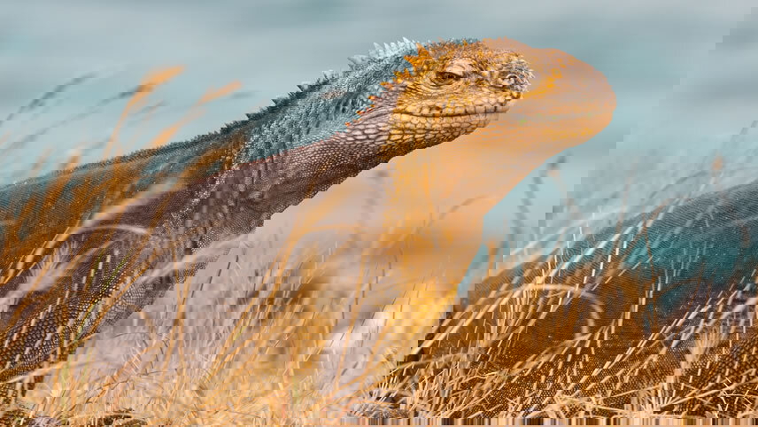 South American Discovery with Brazil's Amazon & Galápagos Cruise